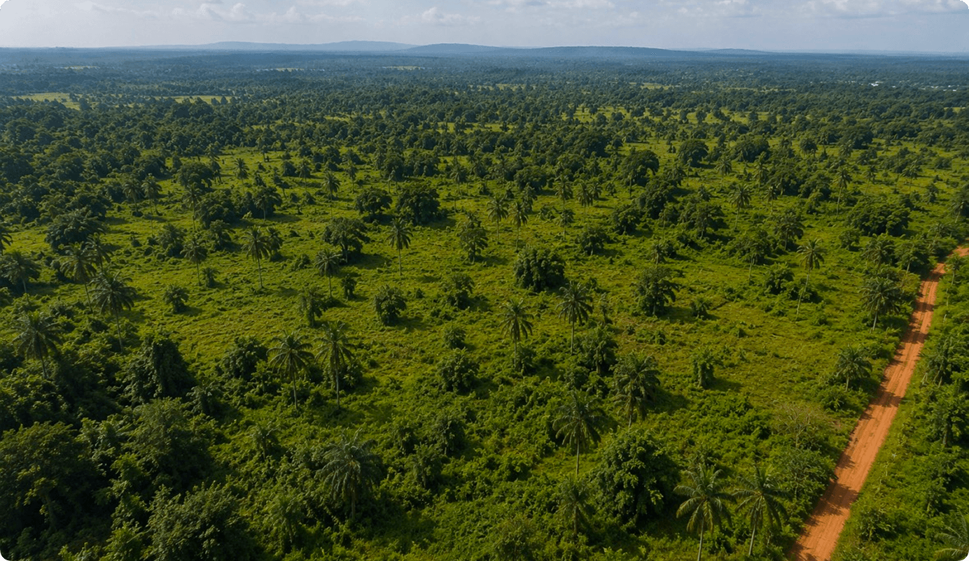 Veritas Grove